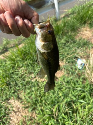 ラージマウスバスの釣果