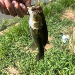 ラージマウスバス