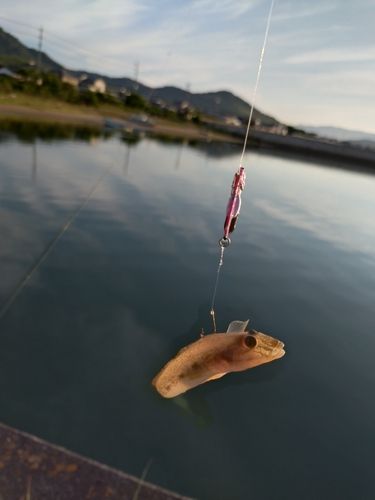 マハゼの釣果