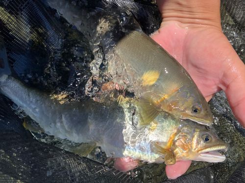 アユの釣果