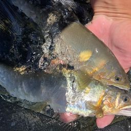 四万十川の釣果・釣り場情報【2025年最新】 - アングラーズ