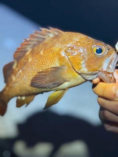 ガヤの釣果