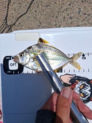 ヒイラギの釣果