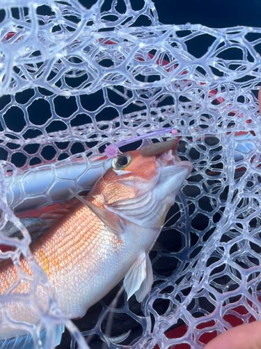 アカアマダイの釣果