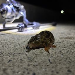 カサゴ