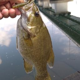 スモールマウスバス