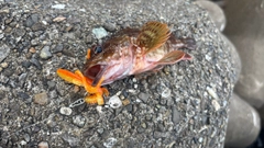 キジハタの釣果
