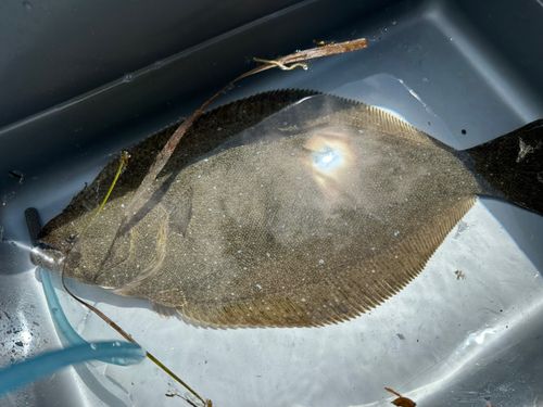 ヒラメの釣果