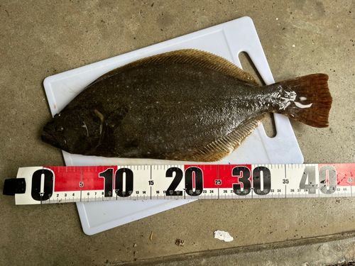 ヒラメの釣果