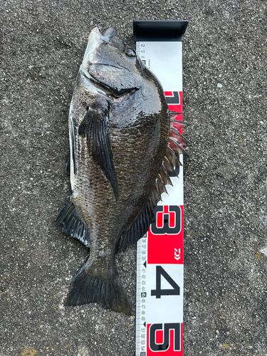 チヌの釣果