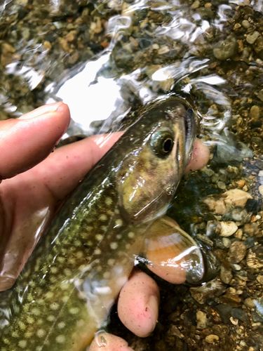 イワナの釣果