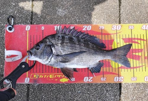 クロダイの釣果