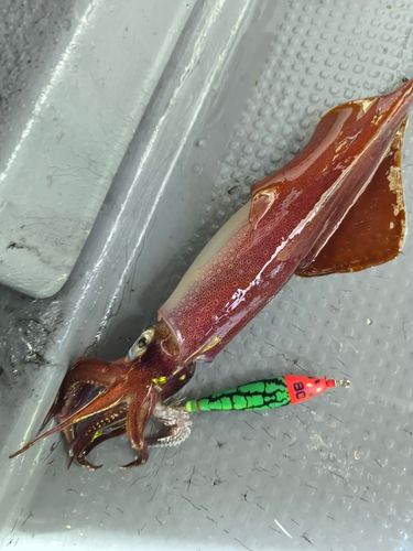 ケンサキイカの釣果