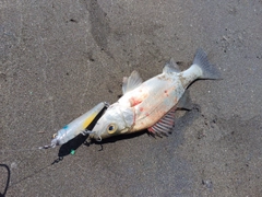 セイゴ（ヒラスズキ）の釣果