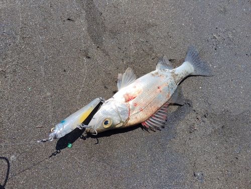 セイゴ（ヒラスズキ）