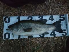 ブラックバスの釣果