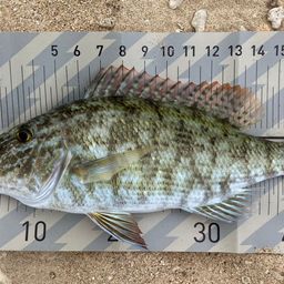 キツネフエフキ