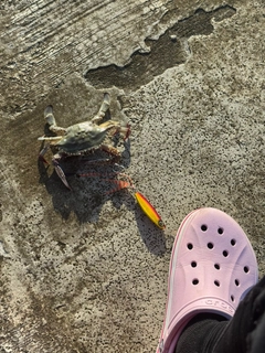 カニの釣果