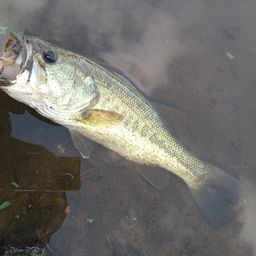 ラージマウスバス