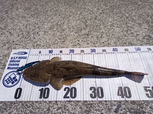 マゴチの釣果