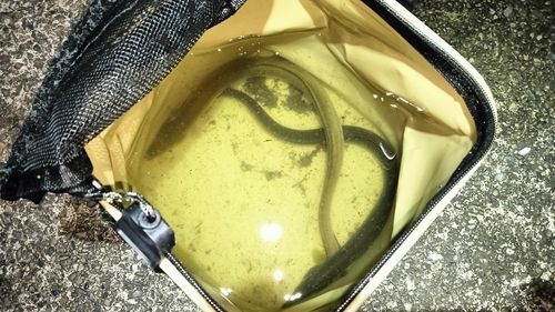 ウナギの釣果