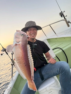 イトヨリダイの釣果