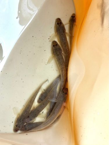 マハゼの釣果