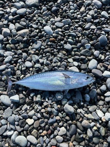 ソウダガツオの釣果