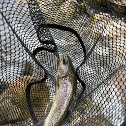 ロックトラウト