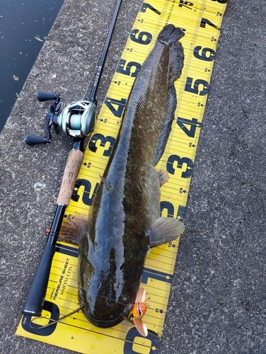 マナマズの釣果