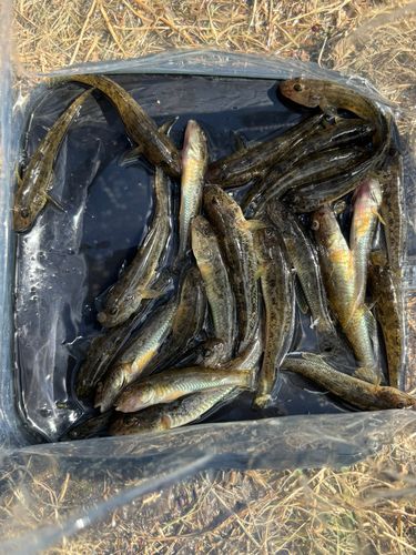 マハゼの釣果