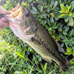 ラージマウスバスの釣果