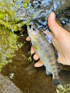ヤマメの釣果