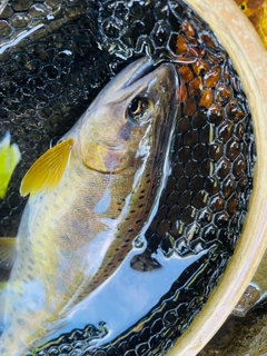 ヤマメの釣果