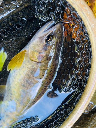 ヤマメの釣果