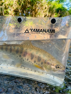 ヤマメの釣果