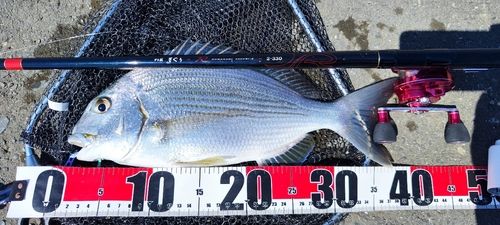 ヘダイの釣果