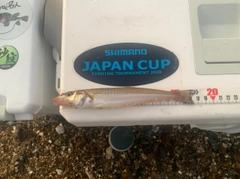 キスの釣果