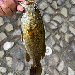 スモールマウスバス