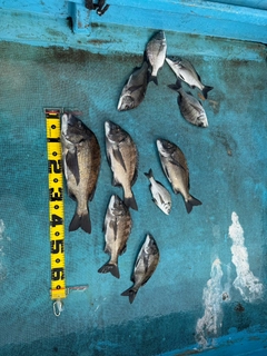 クロダイの釣果