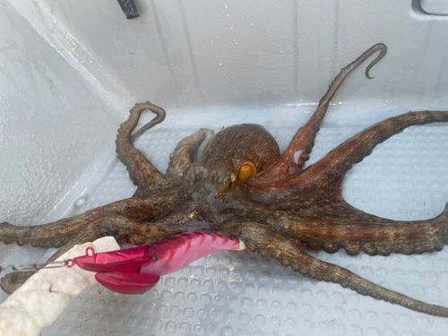 タコの釣果