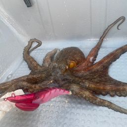 タコ