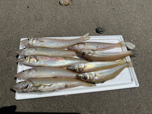 シロギスの釣果