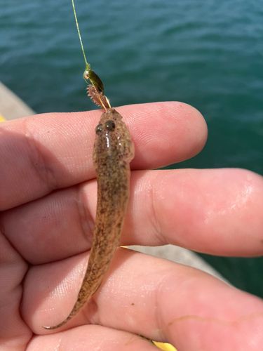 ハゼの釣果