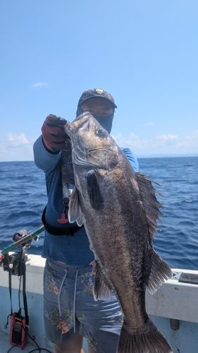 アラの釣果