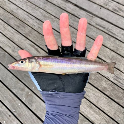 シロギスの釣果