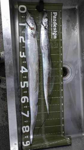 タチウオの釣果