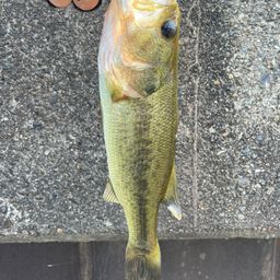 ラージマウスバス