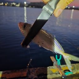 アジ