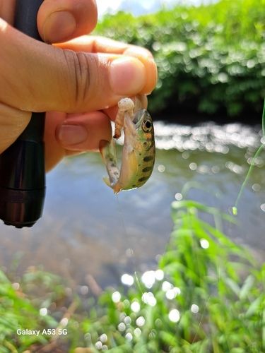ヤマメの釣果